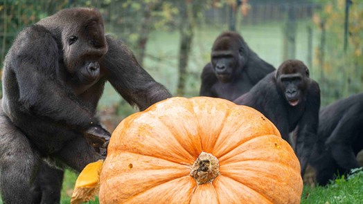 Goedheiligman verrast gorilla's met reuzenpompoen 