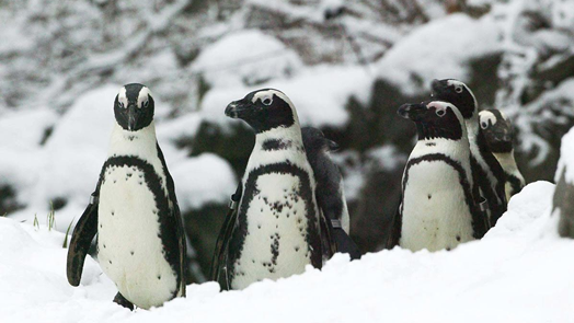 Pinguïns naar binnen vanwege kou