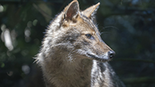 Golden jackals set to move on Thursday, 14 April