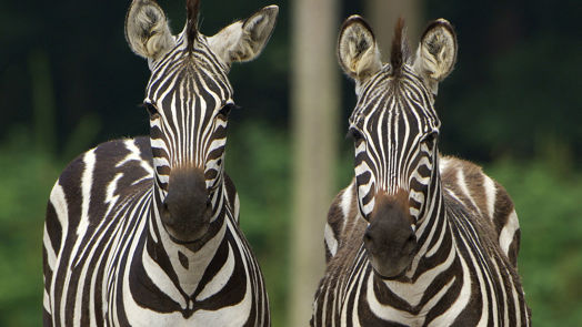 Special transport: zebra