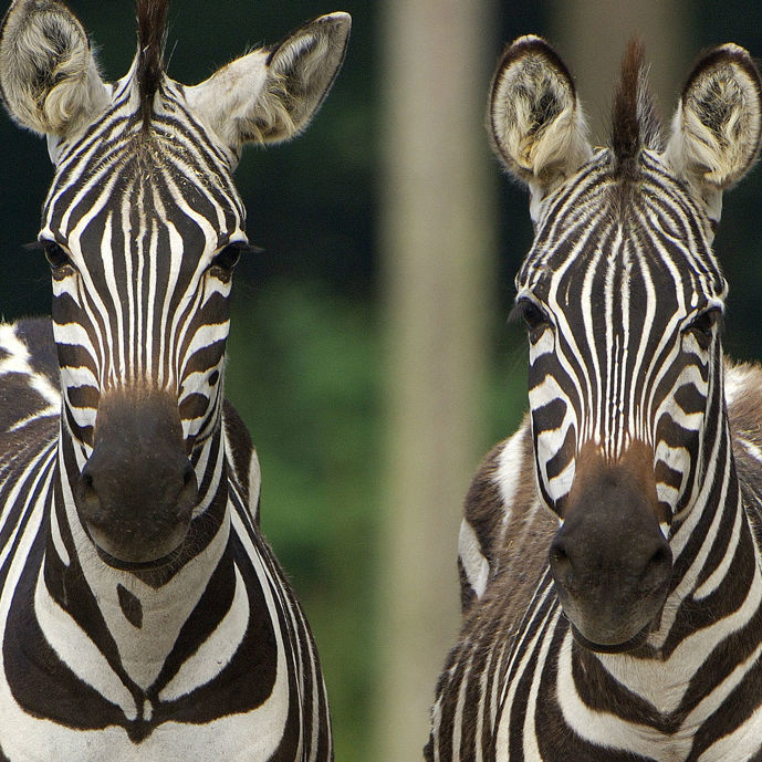 Special transport: zebra