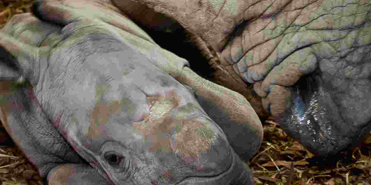 Eerste neushoorngeboorte op de Safari-vlakte