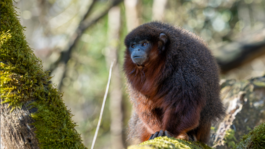 Burgers' Zoo releases monkeys into Mangrove