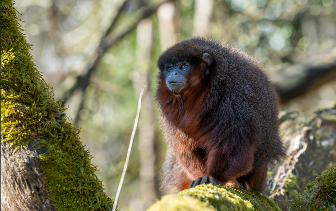 Burgers' Zoo releases monkeys into Mangrove