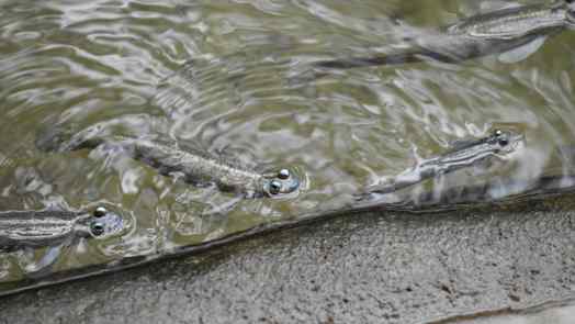Four-Eyed Fish