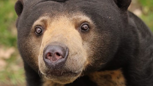Gedragsverrijking voor onderzoekende Maleise beren