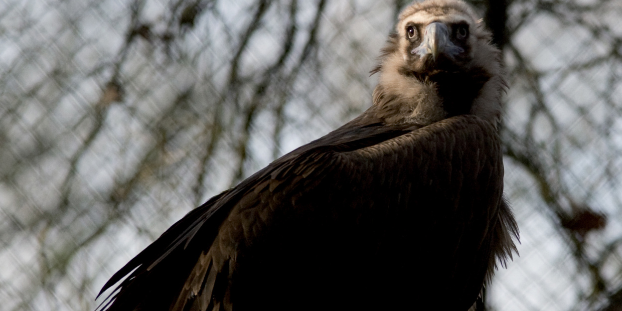 The little ones grow up