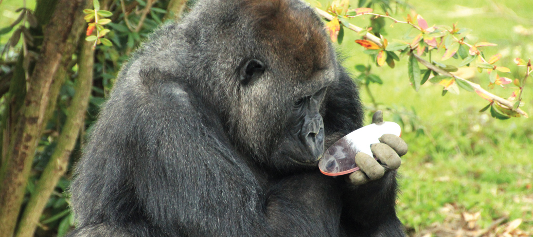 Photo exhibition 'Research in Burgers' Zoo'