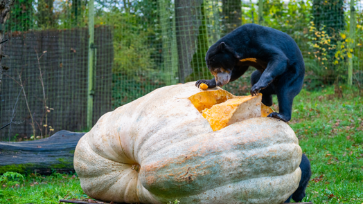 Bears devour the largest white pumpkin in the Netherlands