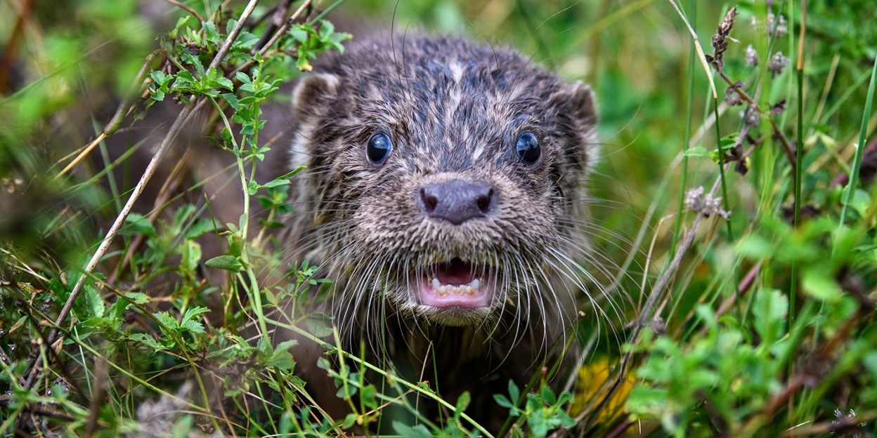 The otter and beaver are back in the Netherlands!
