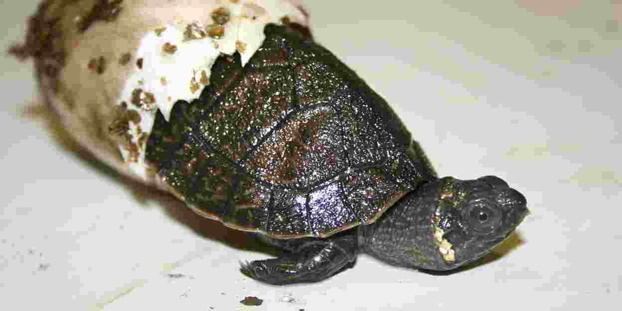 Borneose rivierschildpadden uit het ei!
