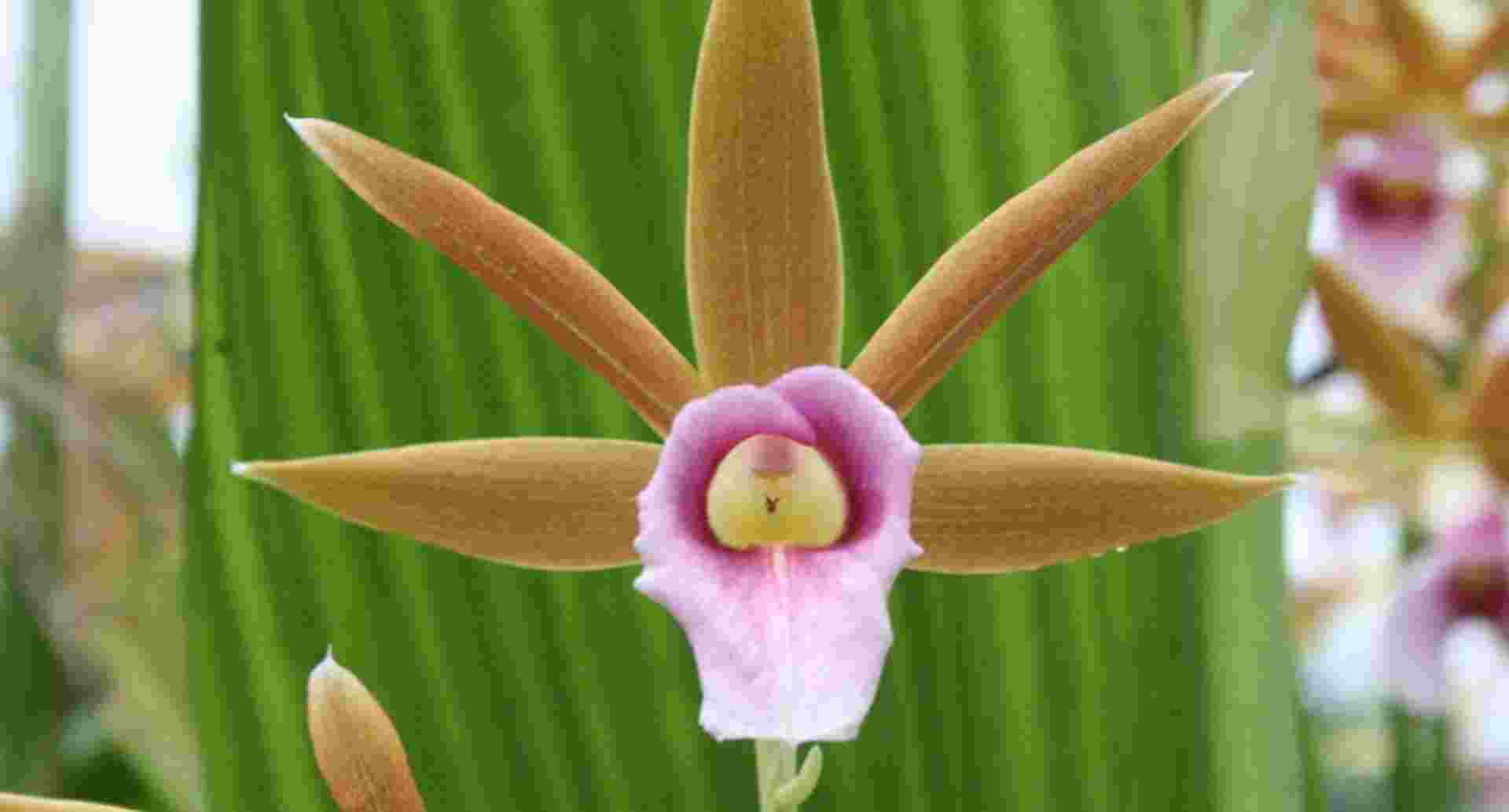 Moerasorchidee