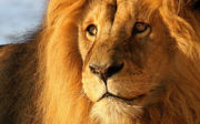 More than 1000 lions