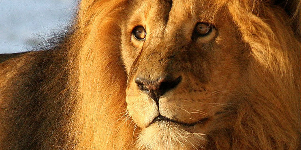 More than 1000 lions