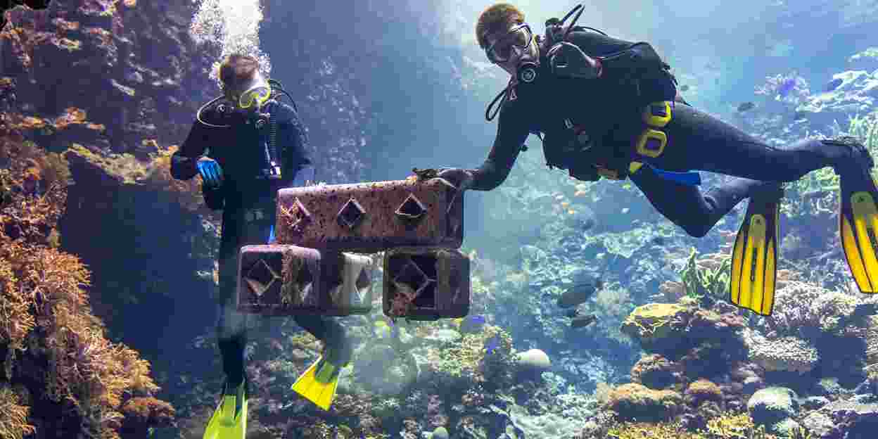 Burgers' Zoo steunt koraalrifrestauratie in het wild
