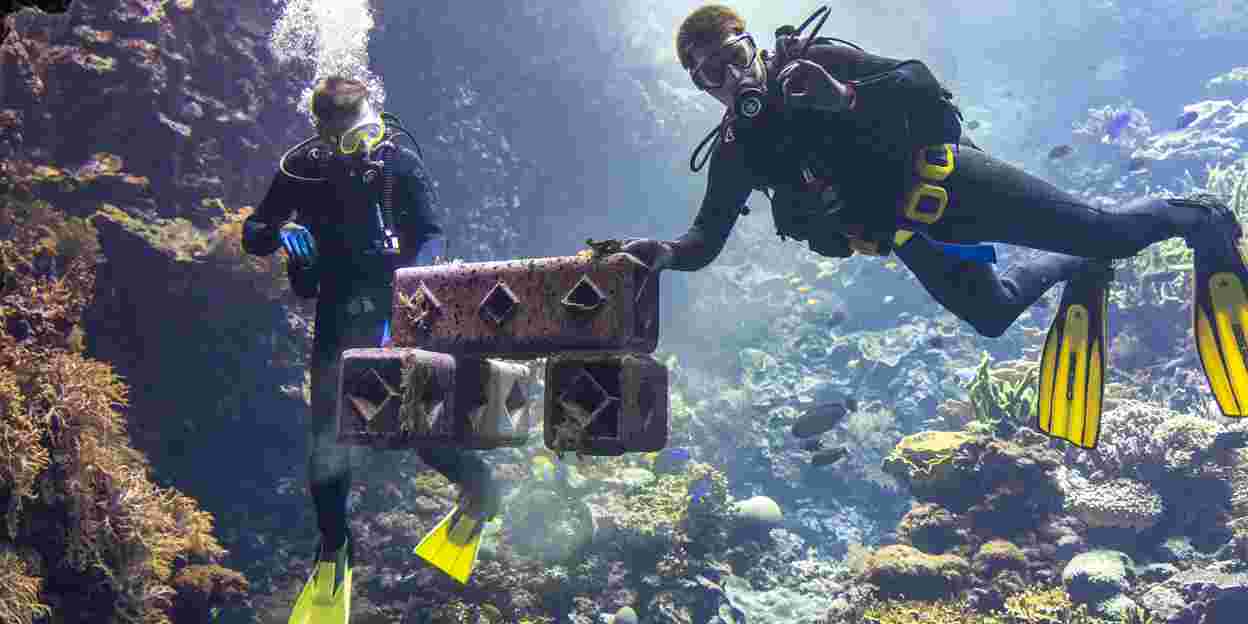 Burgers' Zoo supports coral reef restoration in the wild
