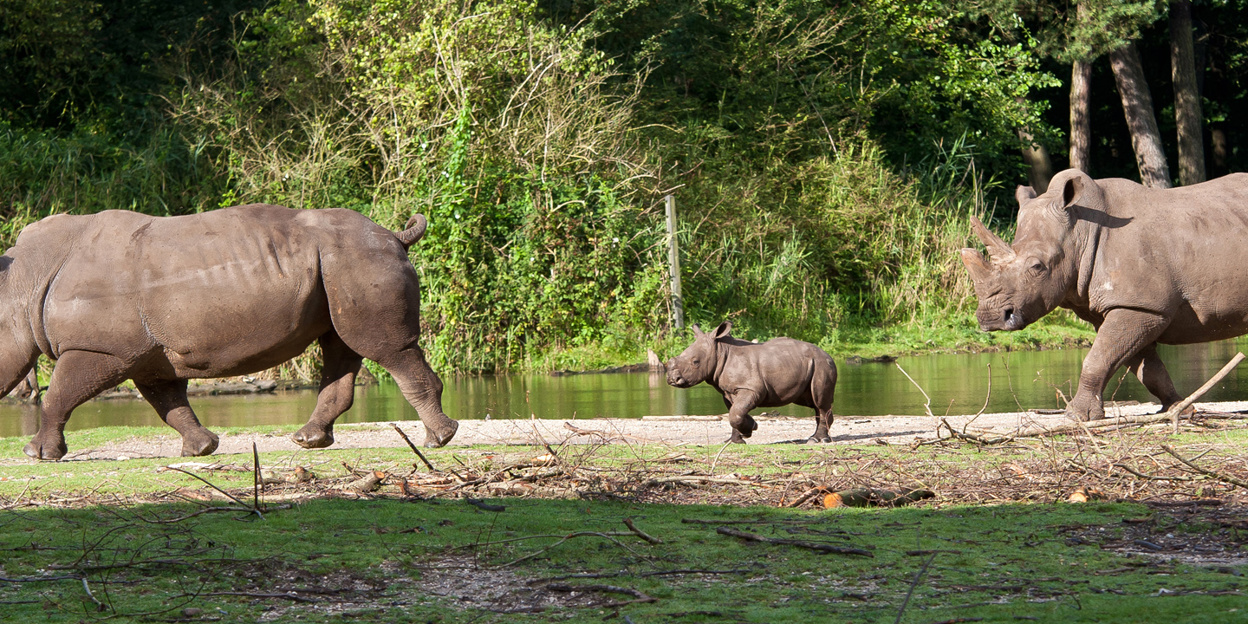 The scent of the opposite sex