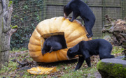 Giant pumpkin surprises five sun bears