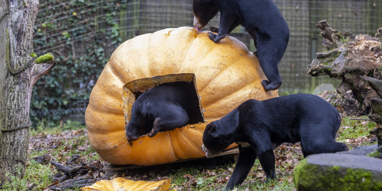 Giant pumpkin surprises five sun bears