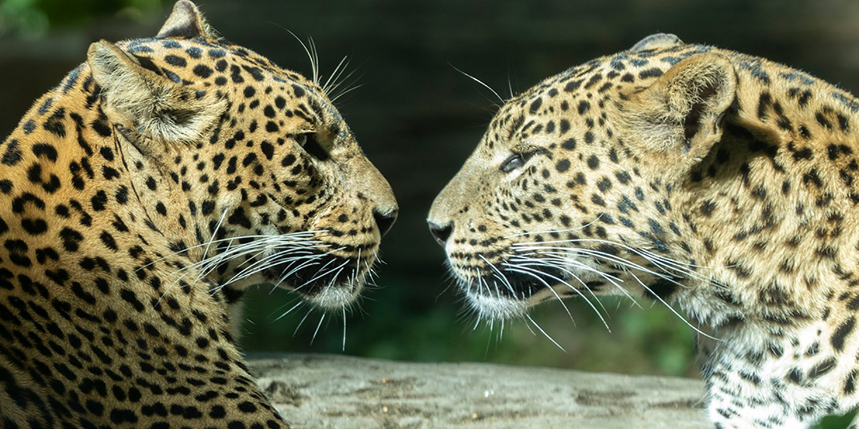Magnet boxes in the leopard enclosure