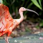 Lees meer over: Rode ibis