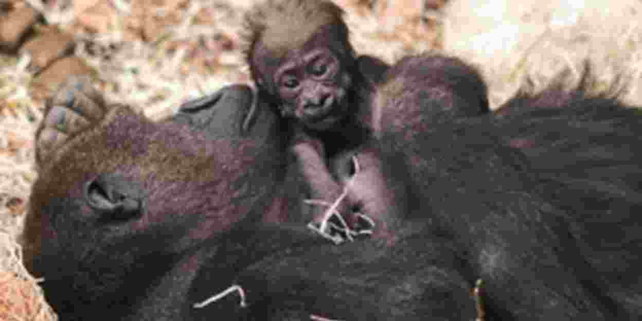 Van gorillazorgenkind tot voorbeeldouder