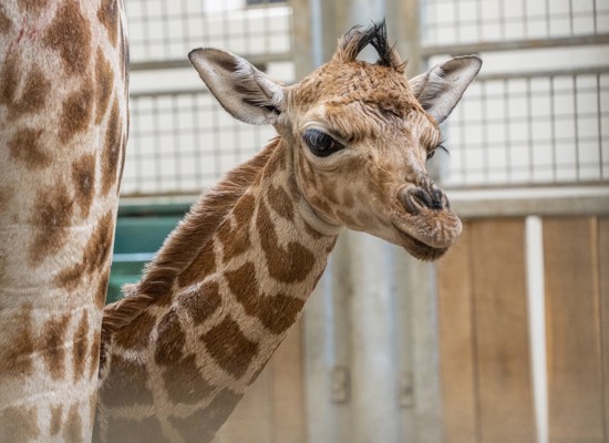 Giraffe births first calf