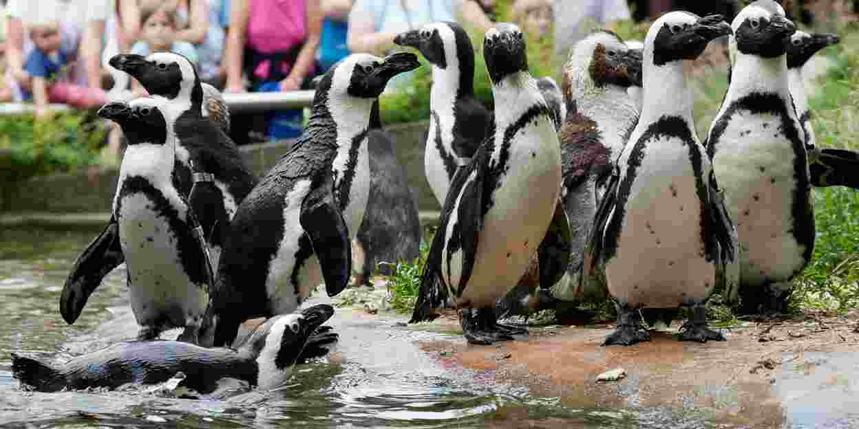 Overspel bij Pinguïns