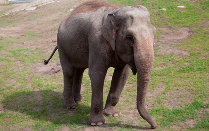 Swedish elephant migrates south