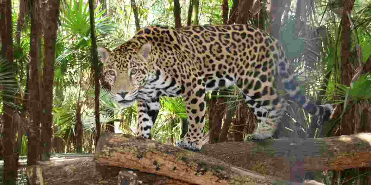 De grootste kat van Belize