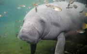 Watch the livestream of the pregnant manatee!