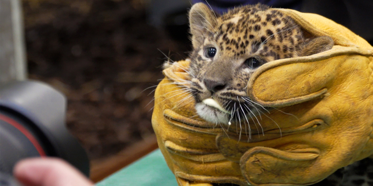 Sri Lankan leopard vaccinated