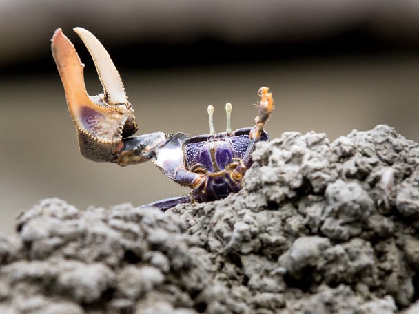 Essential to biodiversity