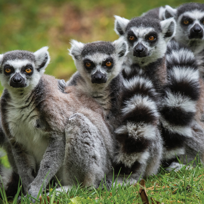 Laid-back Lemur Males