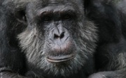 DNA-research identifies subspecies of chimpanzees