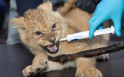 Lion triplets receive second vaccination against toxoplasmosis and cat flu