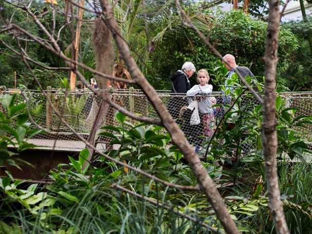 Adventure in the mangrove forest