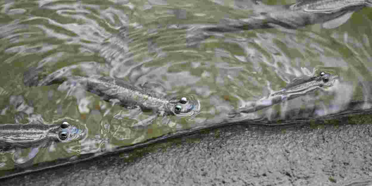 Four-Eyed Fish