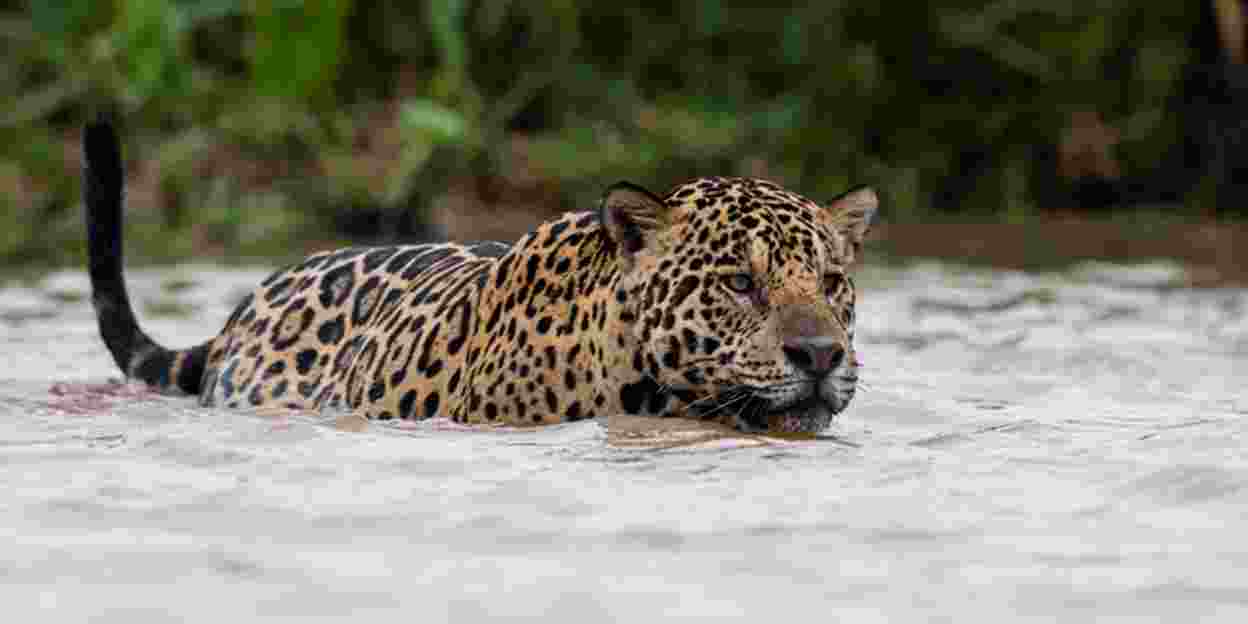 Natuurbehoud in Belize: jaguars zenderen