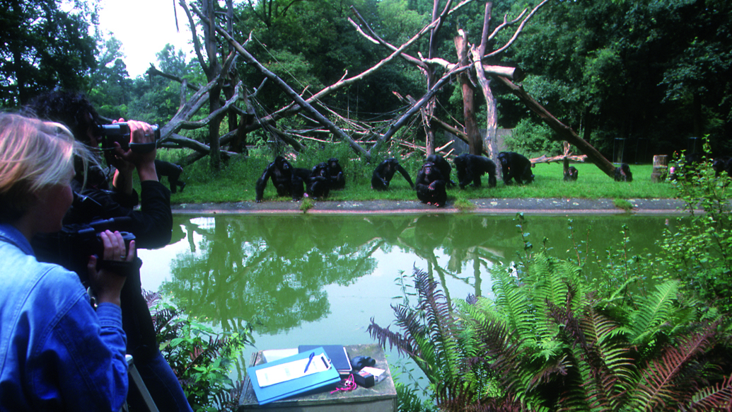 Behavioural research chimpanzees