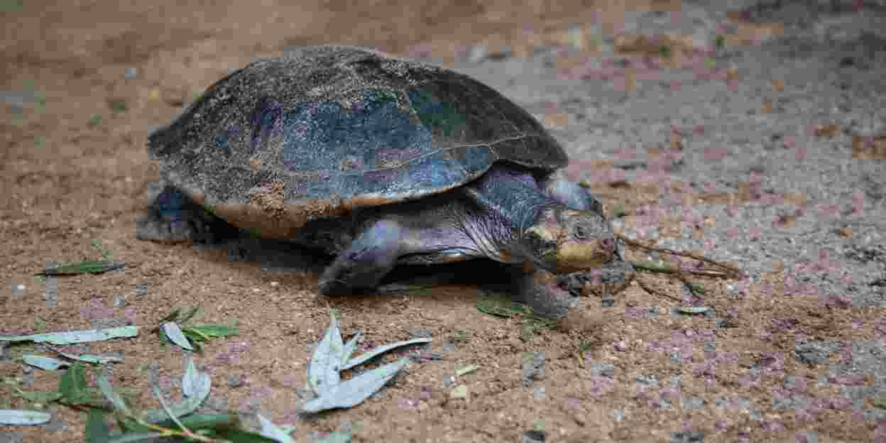 Schildpadden uit Hongkong