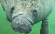 Manatee calf expected in Arnhem
