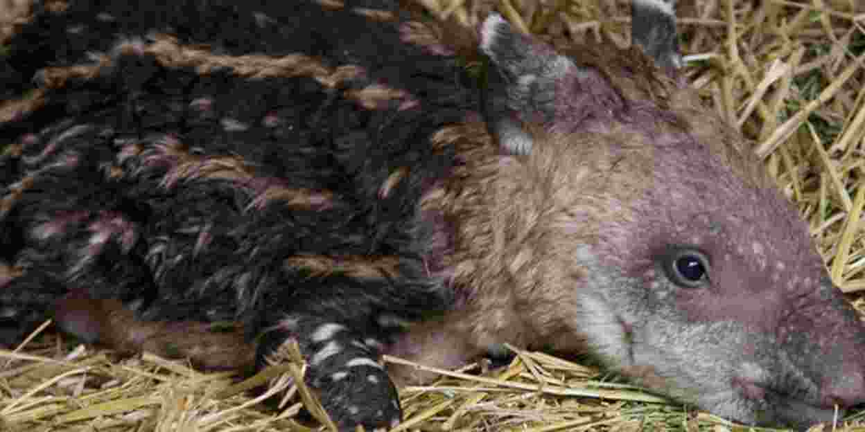 Reanimatie dierverzorgster redt pasgeboren Tapir