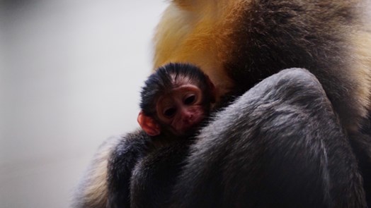 Eerste geboorte goudbuikmangabey in Burgers’ Zoo!