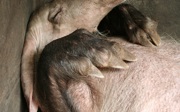 A helping hand for aardvarks
