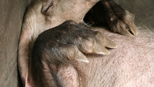 A helping hand for aardvarks