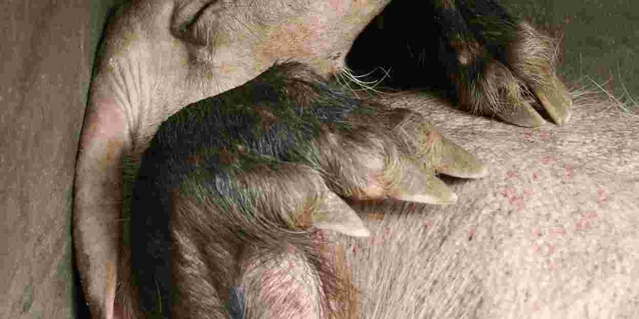 A helping hand for aardvarks