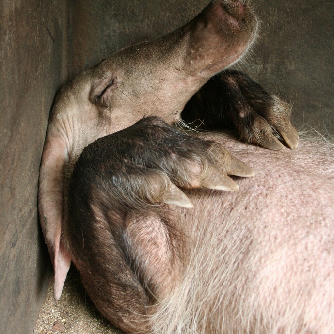 A helping hand for aardvarks