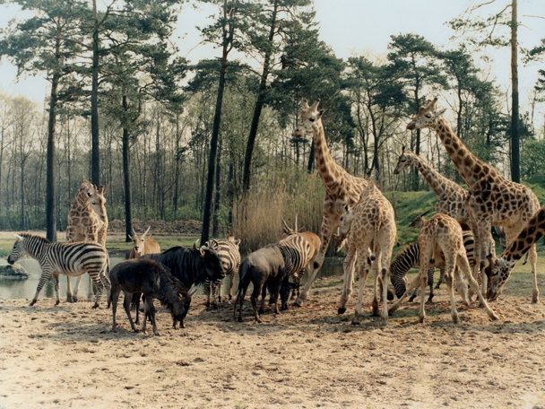 The first safari park in Europe