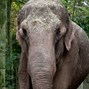 Lees meer over: Aziatische olifant